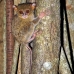 monkey_tarsier_eastern_tangkoko_v_0085_sul1258.jpg